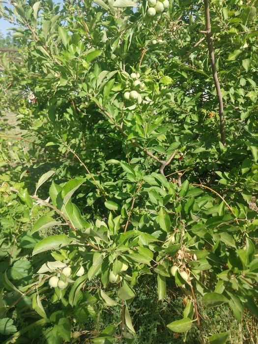 Zomin tumani Bogishamol qishlogida xamma sharoyitga iga xovli sotiladi