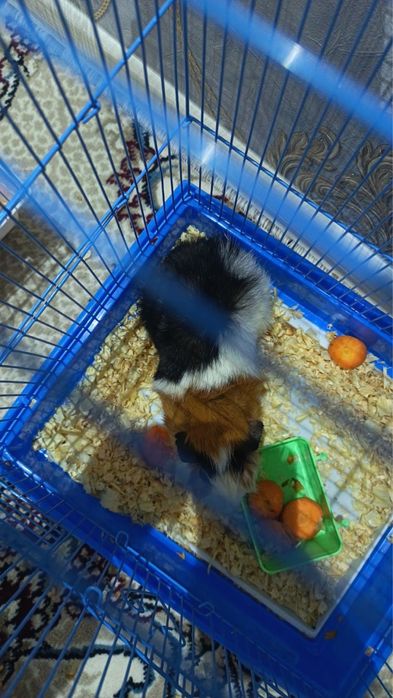 Морская Свиня -Денгиз чучкаси