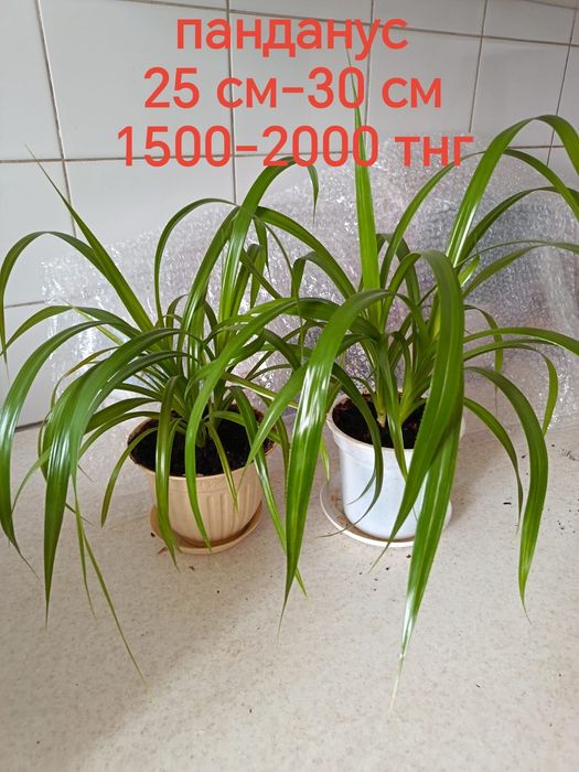 Продам комнатные растения