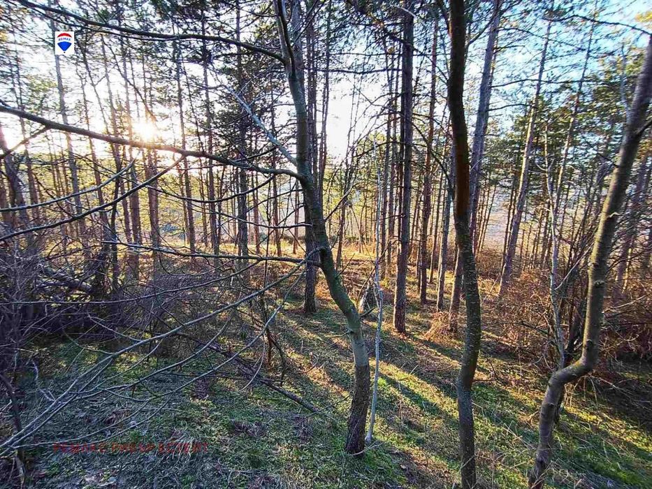 Горски масив в района на Лесопарк Липник