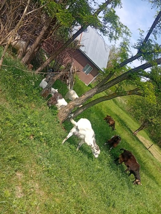 Vând capre și iezi