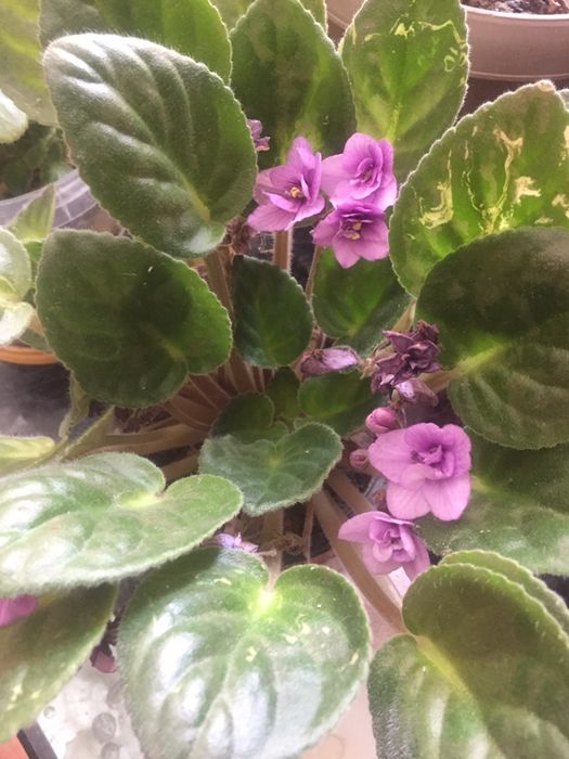 Продам цветущие фиалки