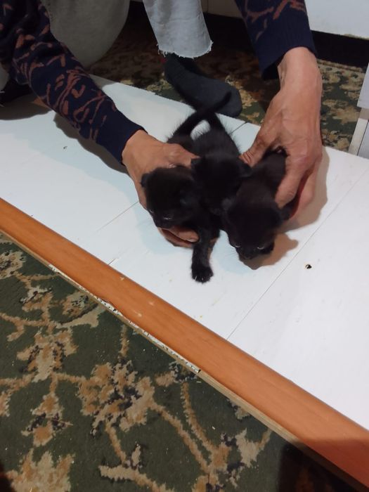 Продам вислоухих котят