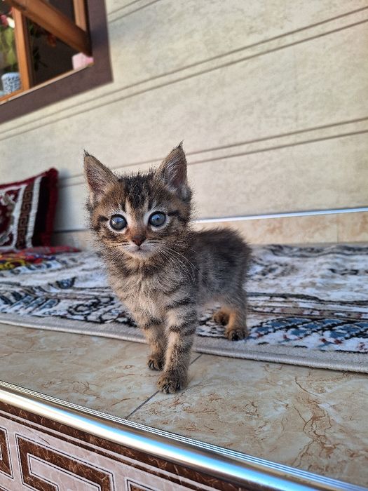 2yarm oylik 1 ta òģil 3 ta qizbola soģlom quvnoq muwucalaa