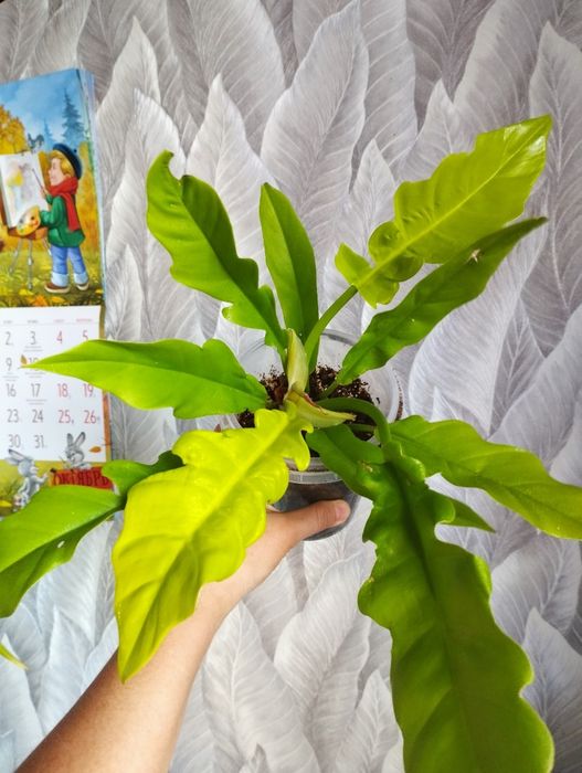 Цветы  Филодендрон, сциндапсус монстера