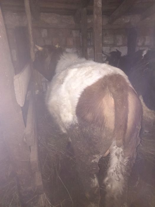 Продам бычка на племя