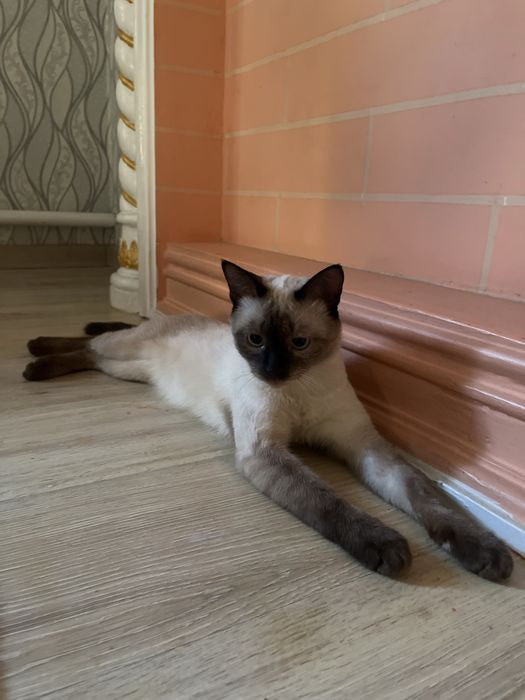 Продается сиамский котенок