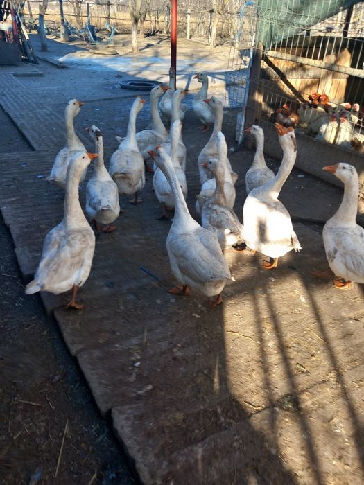 Vând Gâște și bibilici