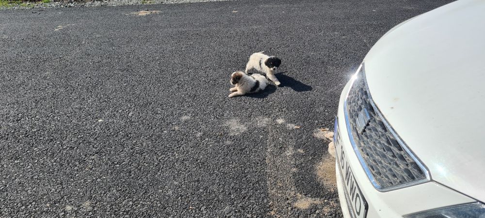 Catelusi pui de donat