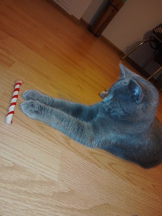 Малко Британче .