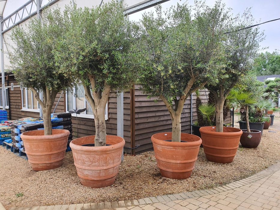 Bonsai din maslin, olea europaea 2m - 3m