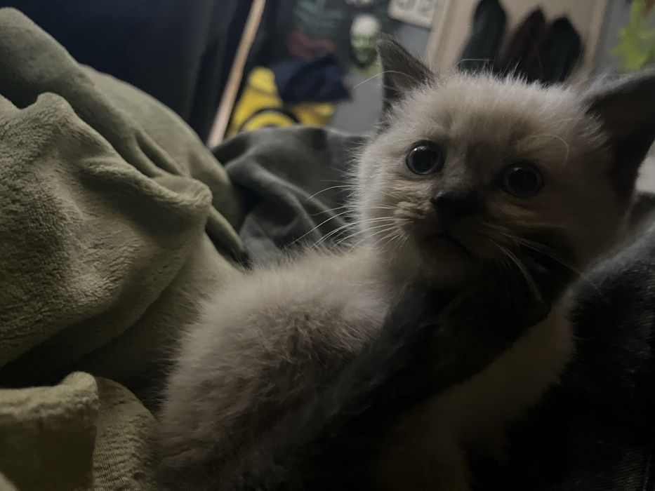 Котенок мальчик