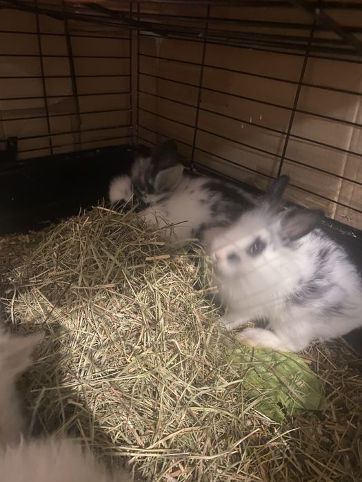 Iepuri Cap de Leu Pitic