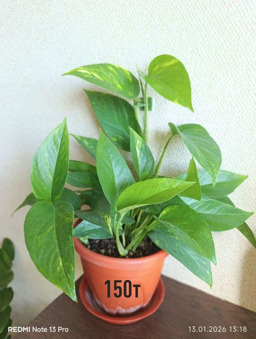 Домашние комнатные цветы здоровые ухоженные