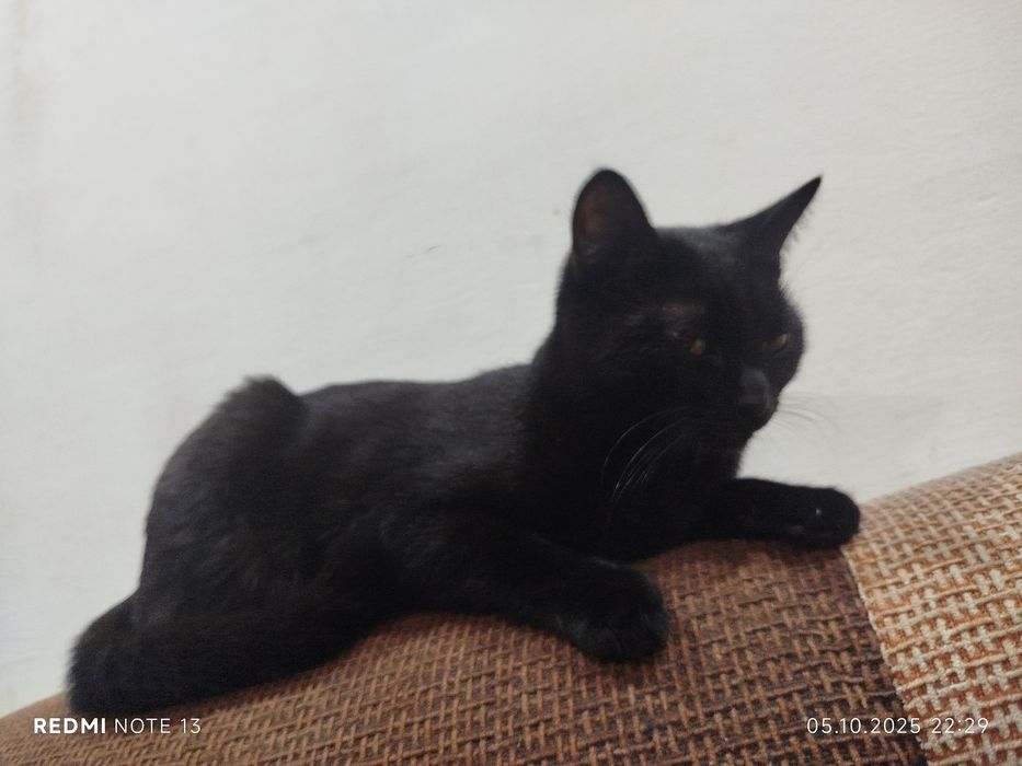 Кошка 2 года хорошая