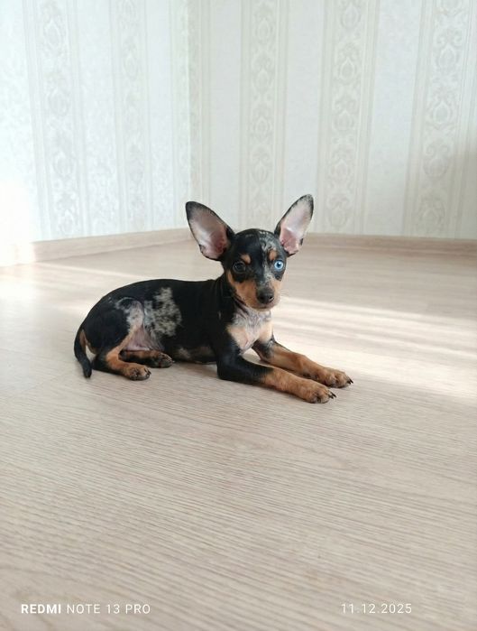 Тойчик щенок с документами