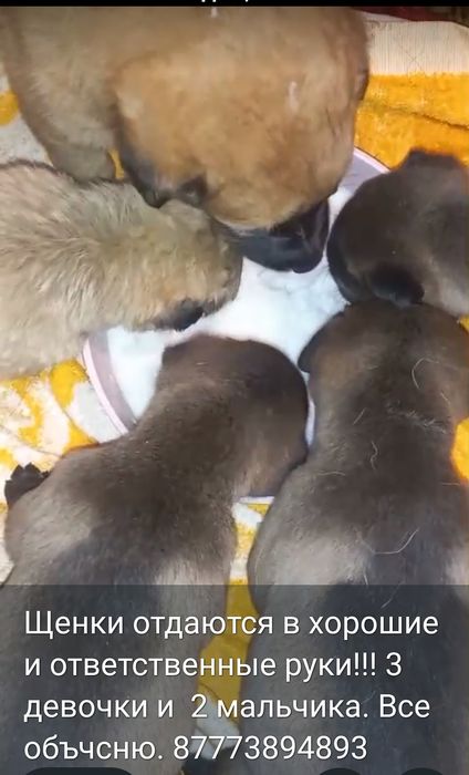 Щенки ищут дом, ответственным