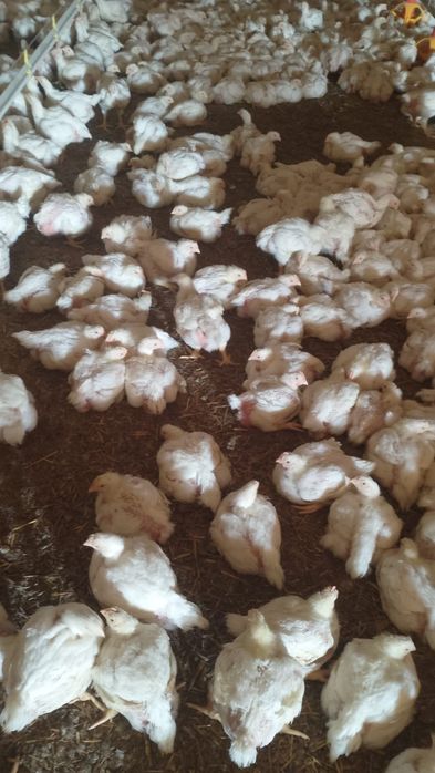Pui albi de carne și rasa mixta