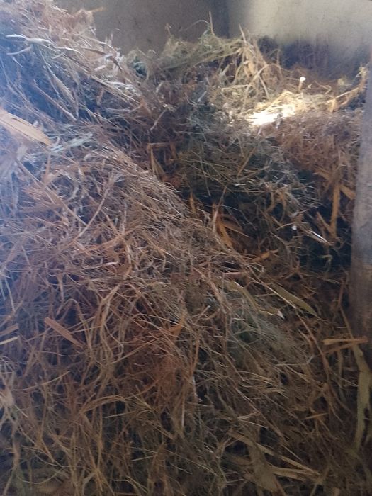 Terma ut ichida bedasi bor + jugori peresi. Bor. Narxini. Kelishiladi