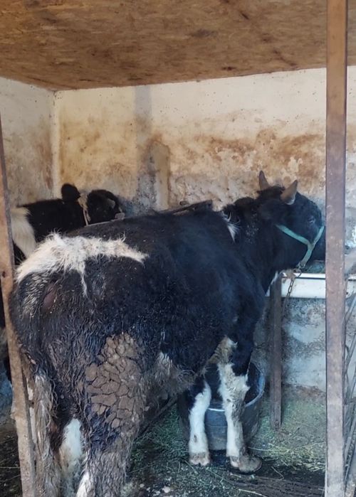 Продам бычка 1.5 годовалого