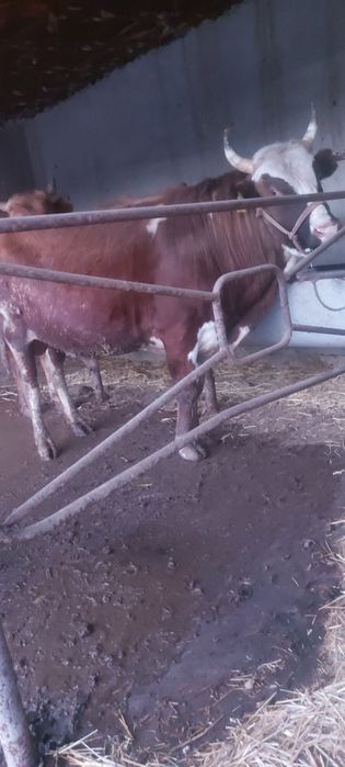 3 бас Бұқа сатылады