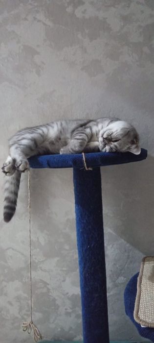 Породистый кот …….
