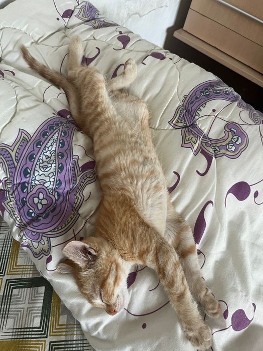 Котенок 3 месяца.