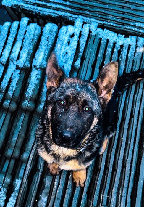 Продам щенка овчарку