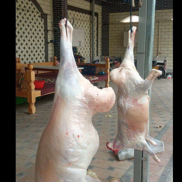 Semiz qōchqorlar bor. Buğoz qōylar ham bor