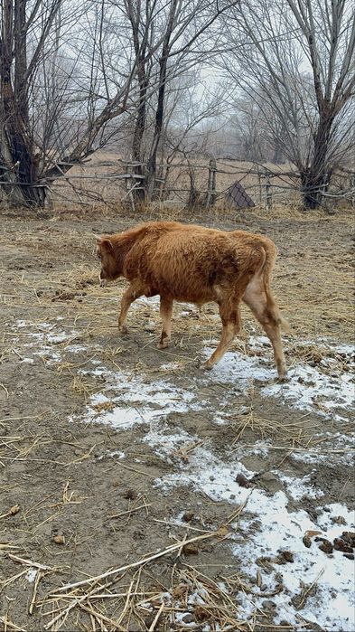 Бычок годовалы