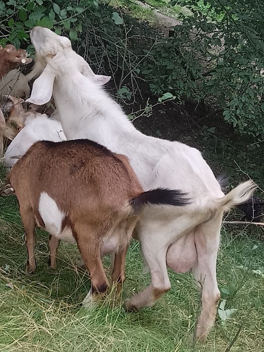 Vând țap anglonubian