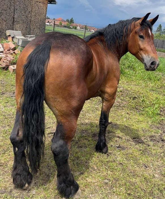 Mînza poloneza 3 ani variante