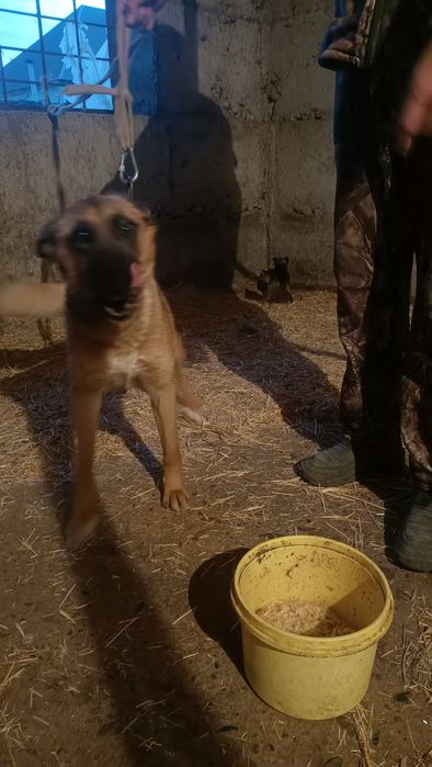 Продам шенков Бельгиской овчарки