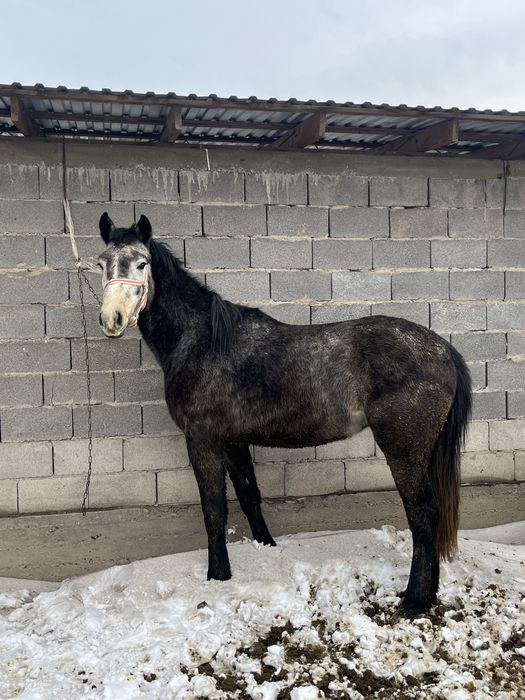 Донен бойы биык