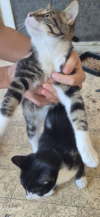 Котенца за отглеждане