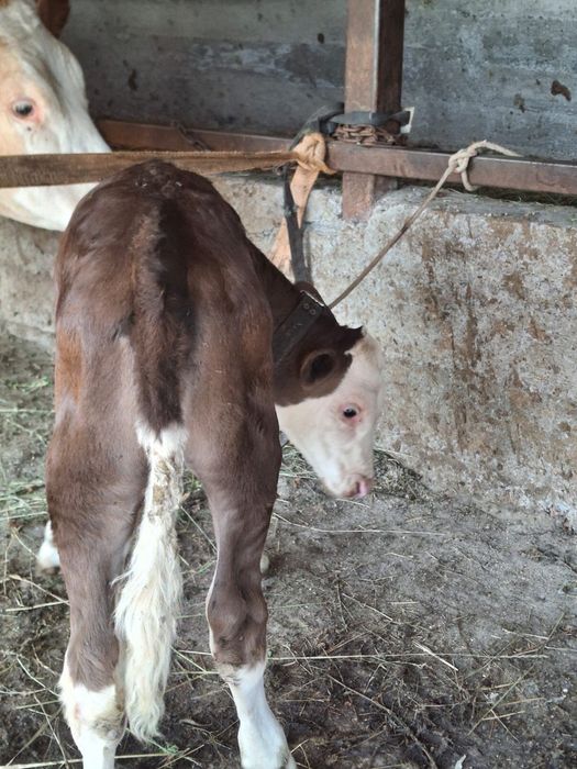 Junica de vanzare cu vitica de 3 saptamani