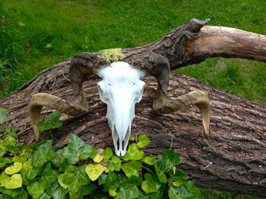 trofeu.trofee.craniu.coarne de berbec superb