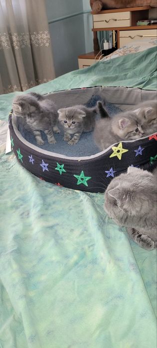 Британски късокосмести котенца