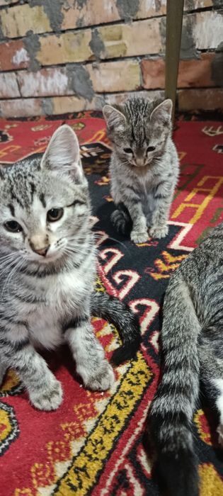 Отдам хорошие руки