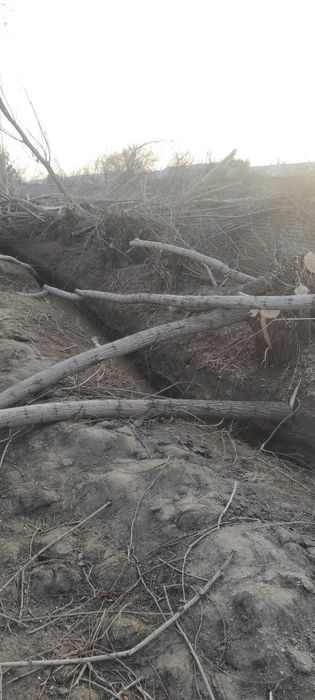 Свежий урилган Толлар сотилади