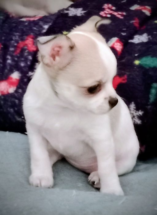 ,,В продаже щенки Чихуахуа.