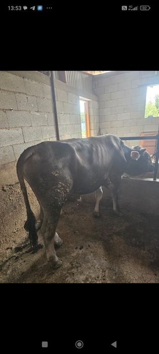 Вынужденый забой