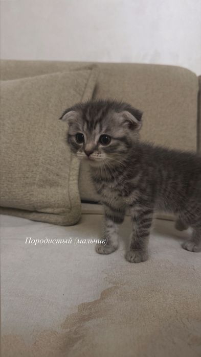 Продаются котята