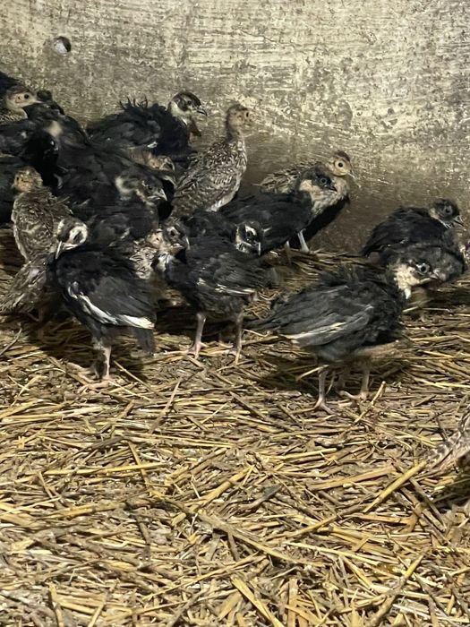 Pui de fazan comun si tenebros la 3 saptamani