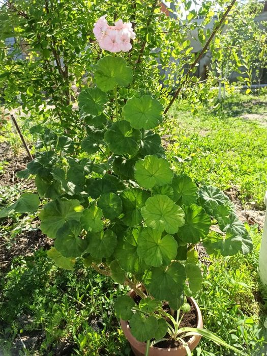 Продаю Герань большая