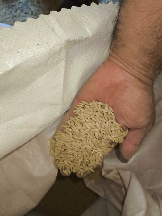 Арпа урык Семена ячменя