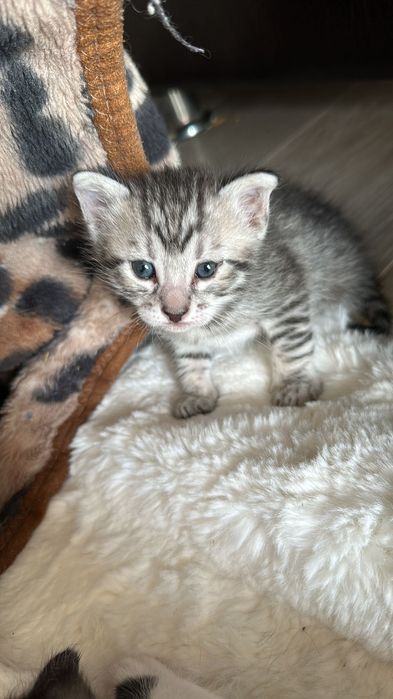Домашно Котенце с Доставка