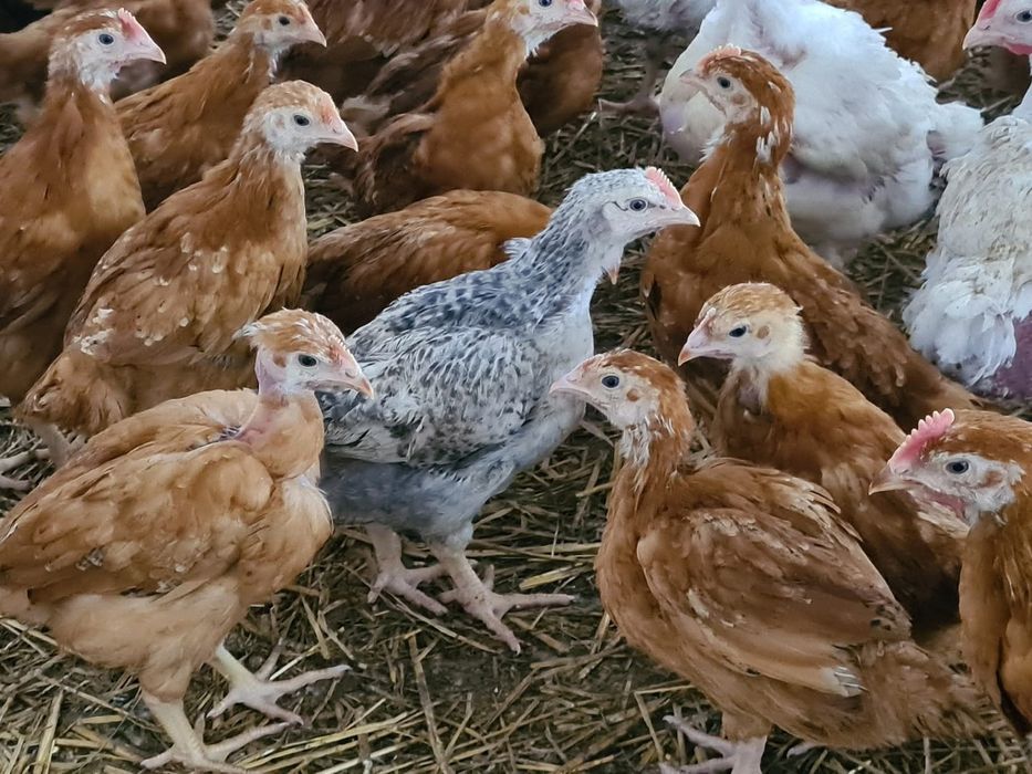 Pui rasa mixta,pui alb de carne,bibilici,rate,curcani(asiguram transport)