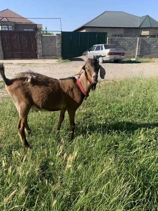Англонубийский козел для племя