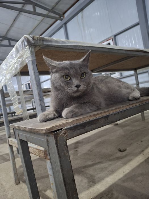 Scottish Straight 3 yosh Erkak Nasl olish uchun